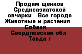 Продам щенков Среднеазиатской овчарки - Все города Животные и растения » Собаки   . Свердловская обл.,Тавда г.